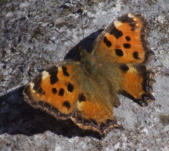 Nymphalis polychloros-Sulle rive dell''Adda!